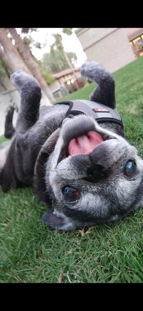 /images/uploads/pug nation rescue of los angeles/pugnation2024/entries/30784thumb.jpg